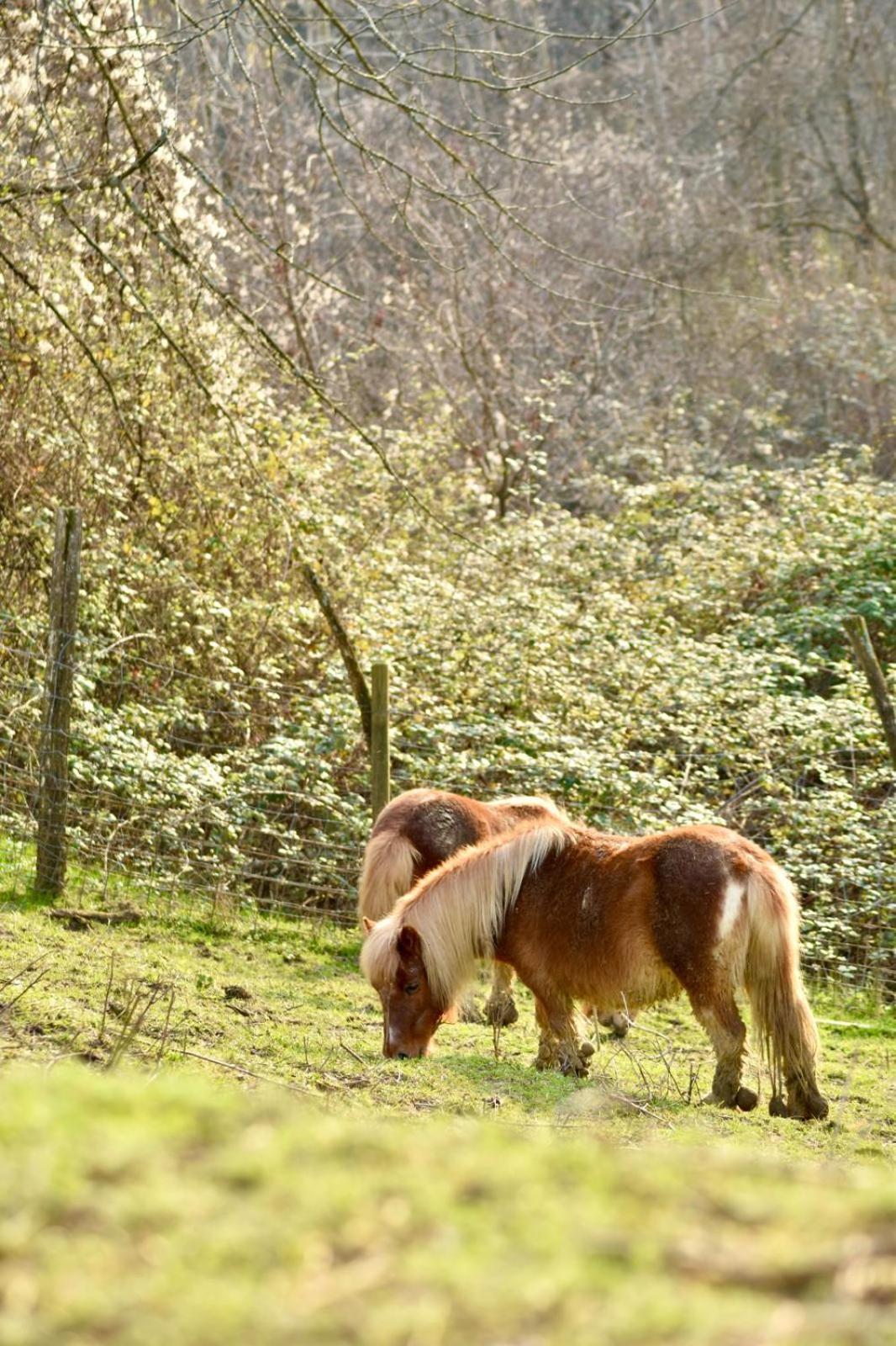 Agriturismo Le Noci Tarzo Экстерьер фото