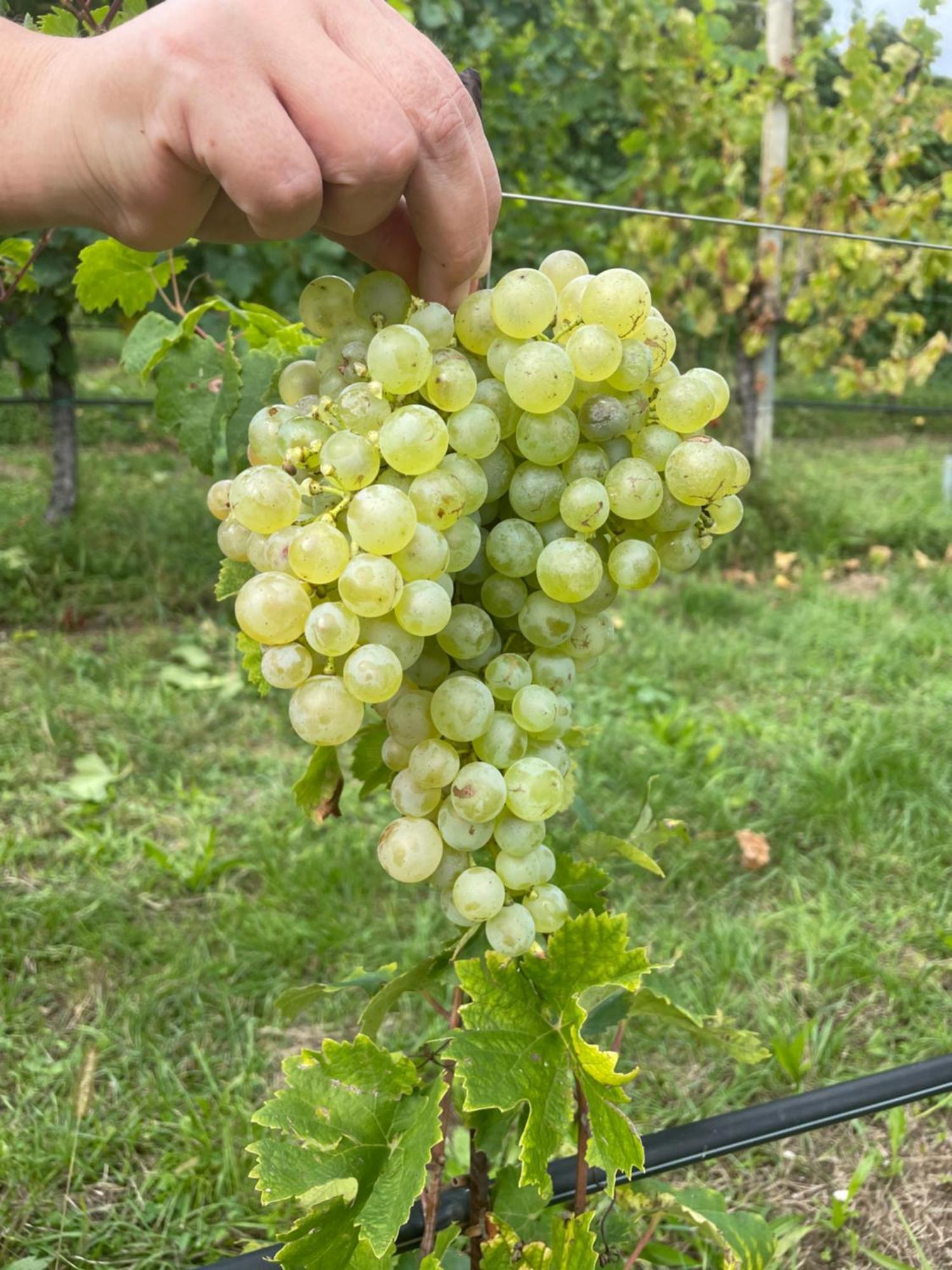 Agriturismo Le Noci Tarzo Экстерьер фото