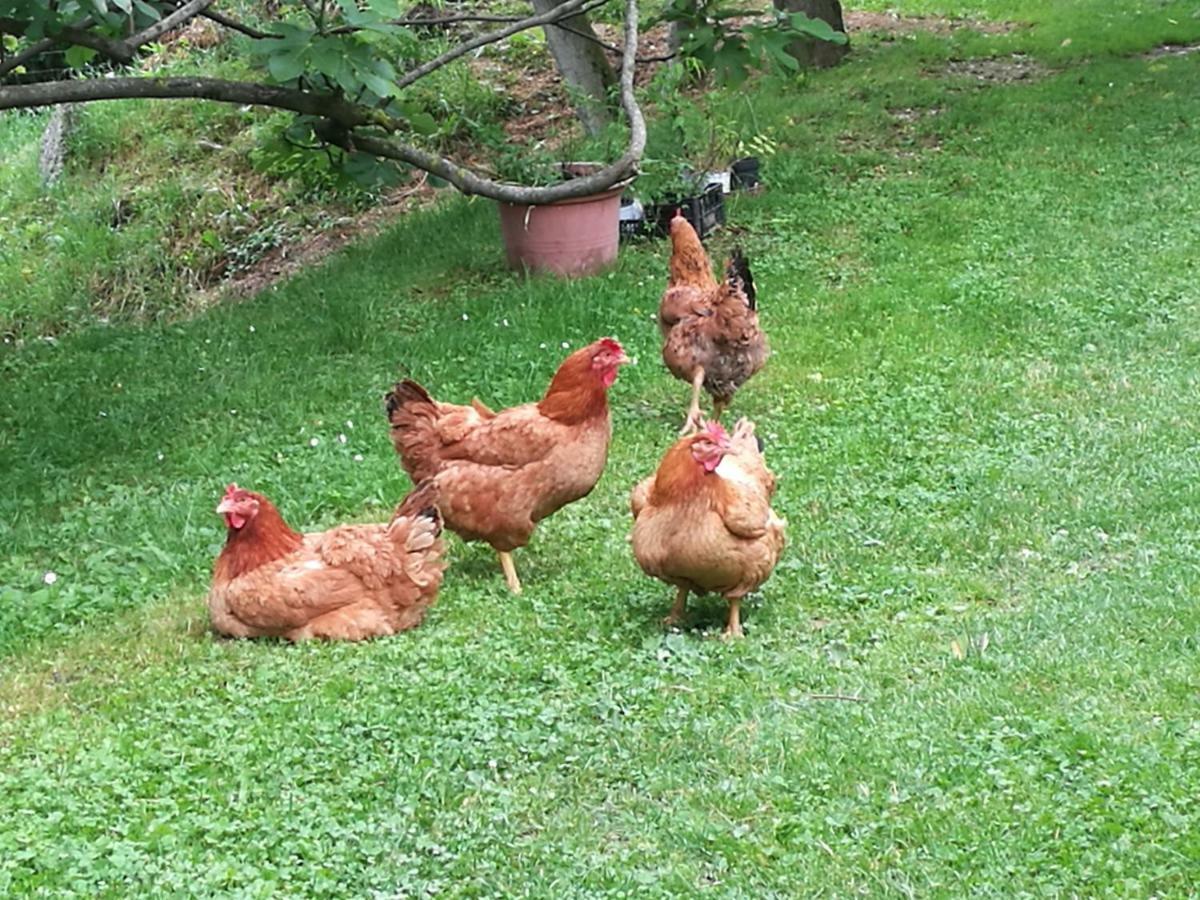 Agriturismo Le Noci Tarzo Экстерьер фото